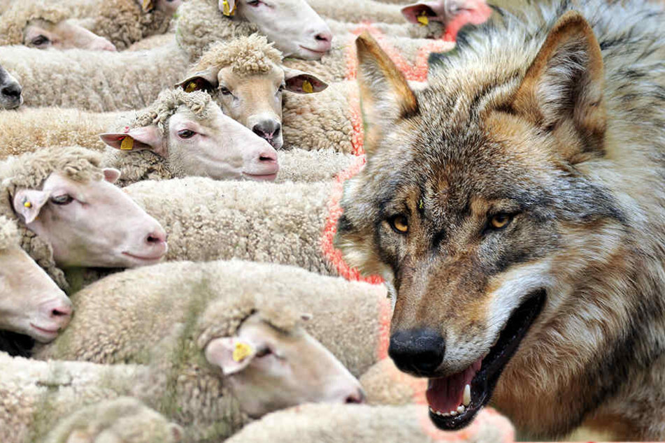 Im Jonastal wurden zehn Schafe getötet, sie könnten von einem Wolf gerissen worden sein.