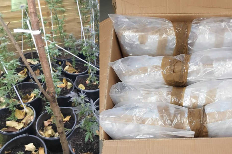 Eine Marihuana-Plantage und mehrere Säcke Rauschgift wurden sicher gestellt.