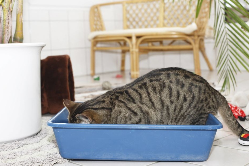 Zwar waren im Haus auch Katzenklos aufgestellt, trotzdem roch es übel nach Urin (Symbolbild).