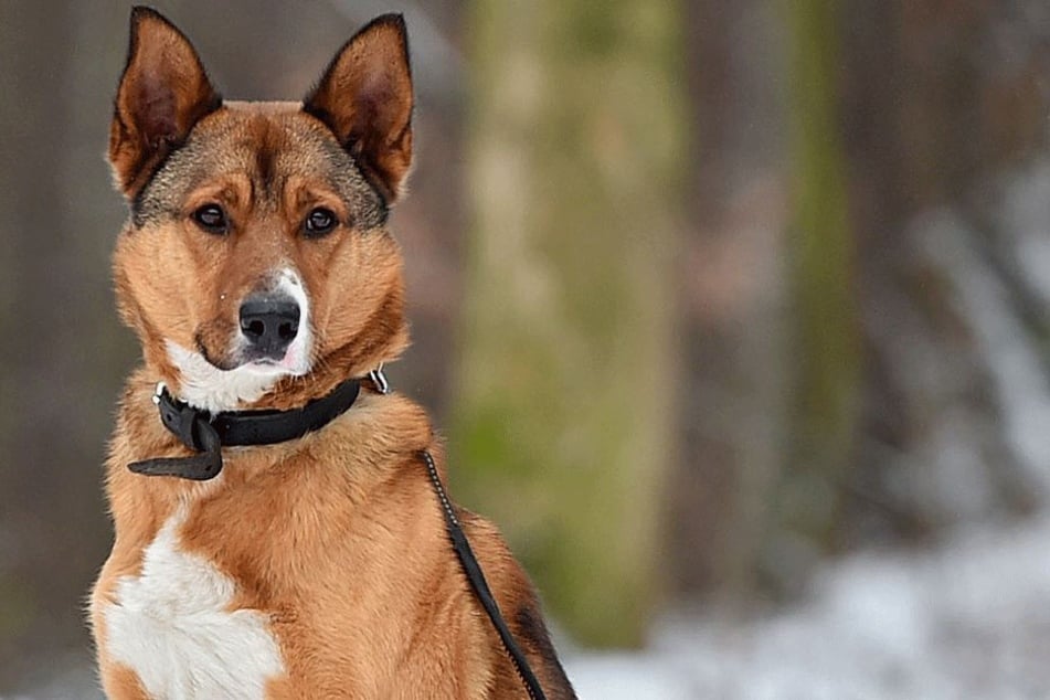 Akita-Mischling Oscar.
