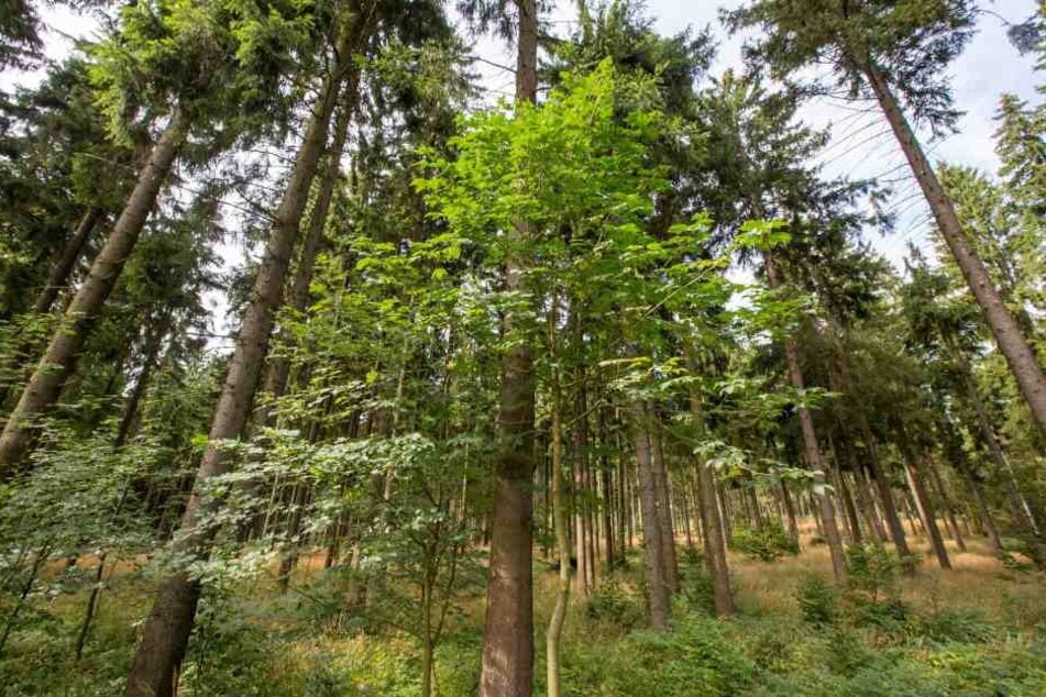 Fünf Prozent der Wälder im Freistaat sollen nicht mehr beforstet werden. (Symbolbild)