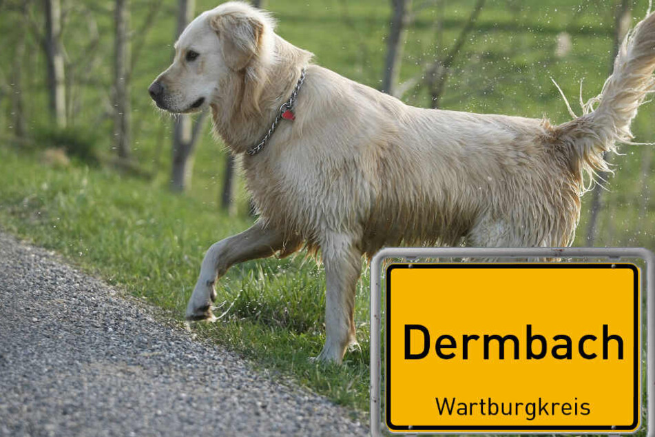 Noch fehlt vom Besitzer jede Spur. Die Polizei sucht intensiv nach dem Hundehalter.