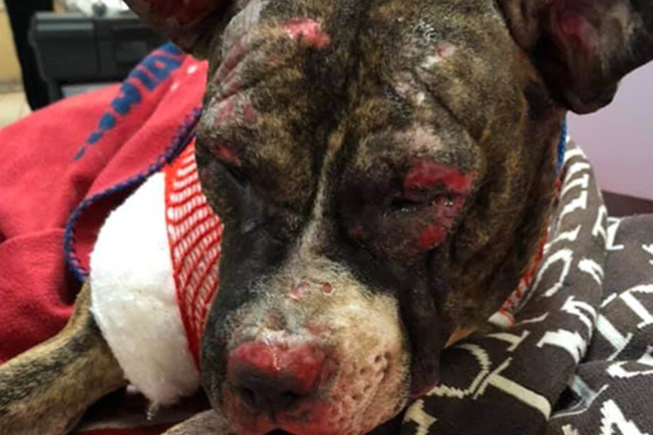 Der Pitbull wurde von Tierquälern angezündet.
