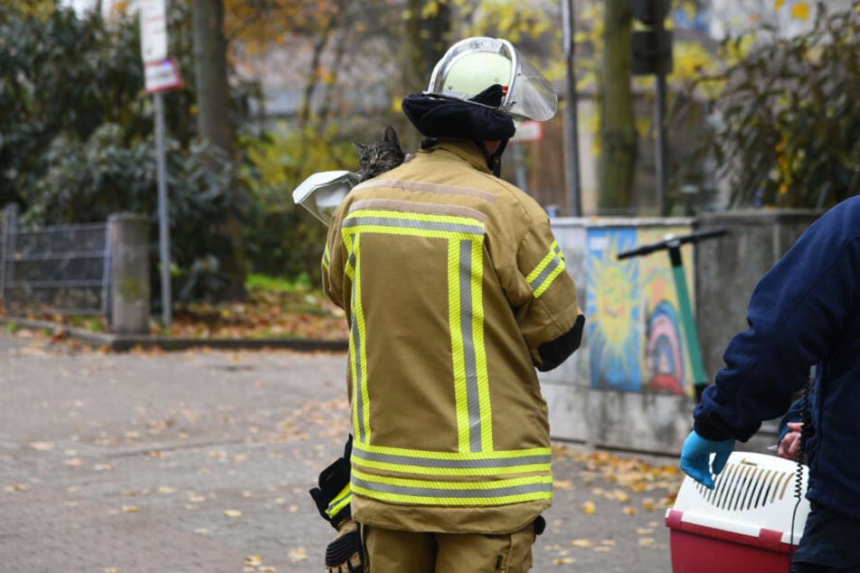 Feuerwehrleute haben eine Katze aus der Wohnung gerettet.