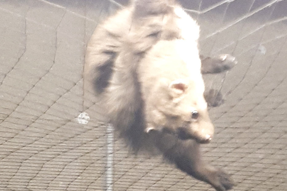 Dieses freche Früchtchen spielte mit den Polizisten in der Tiefgarage Katz und Maus. Bis sich der Marder im Netz verfing ...