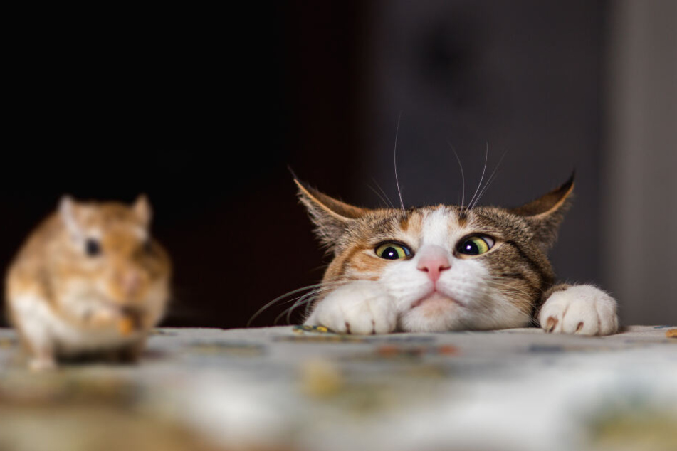 Mhm, das schmeckt der Katze ...und liefert alle wichtigen Nährstoffe.