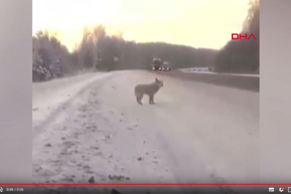 Ein YouTube-Video zeigt den Hund, dessen Herz gebrochen zu sein scheint.
