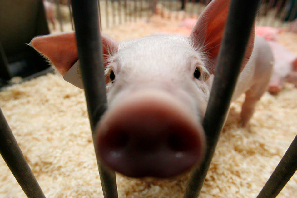 Etwa 1000 Tiere sind auf der Messe zu sehen.