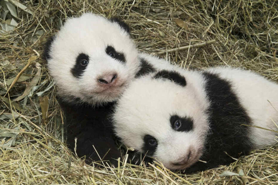 Bist du auch ein Panda im Bett (Symbolbild)?