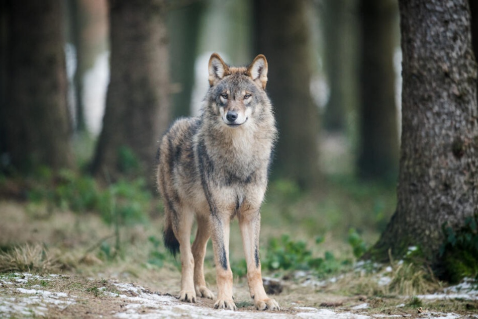 Normal leben die Tiere in freier Wildbahn. So wie hier in Isselburg in Nordrhein-Westfalen.