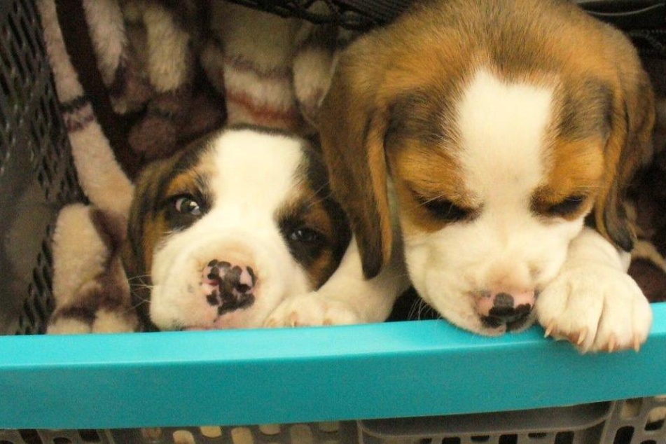 Diese zwei Beagle-Welpen wurden von der Bundespolizei sichergestellt.