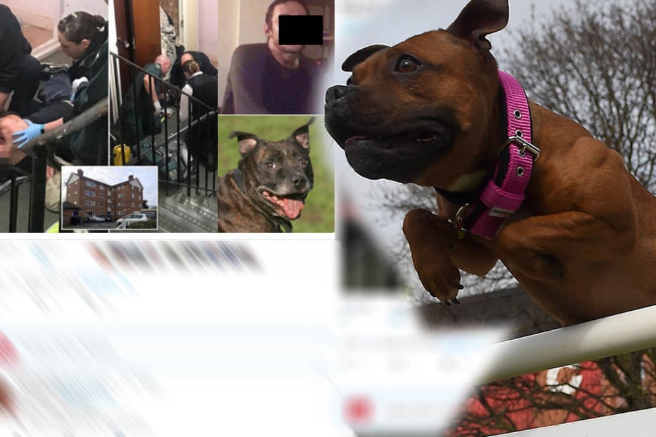 Der Bullterrier wird jetzt möglicherweise eingeschläfert.