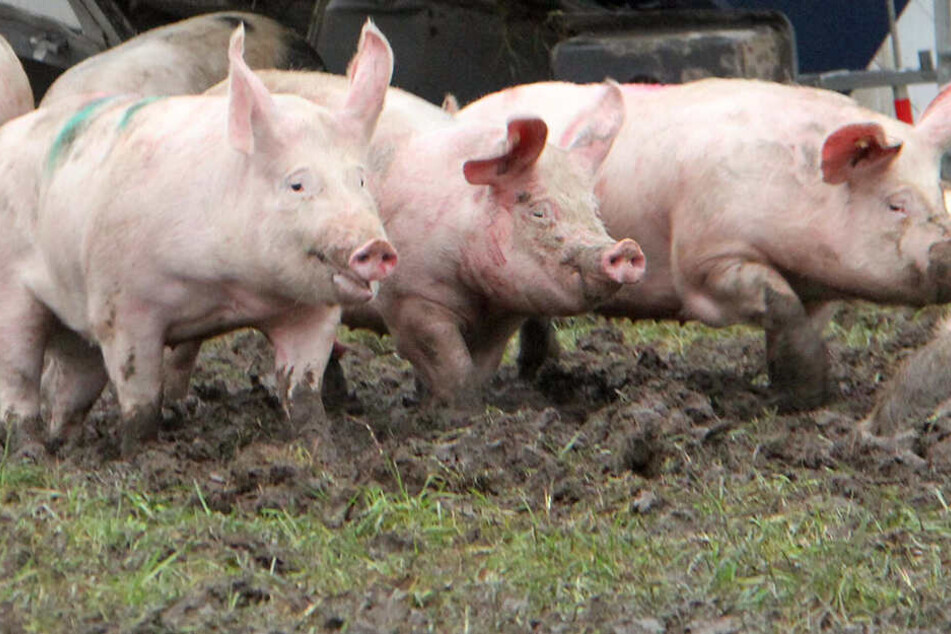 Die toten Schweine sollen über 20 Jahre hinweg gestapelt worden sein. (Symbolbild)