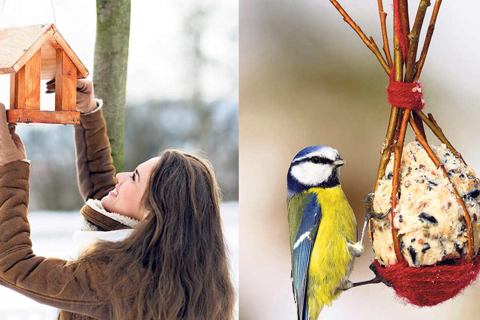 Ein Vogelhäuschen lockt die gefiederten Freunde in Scharen in winterliche Gärten.