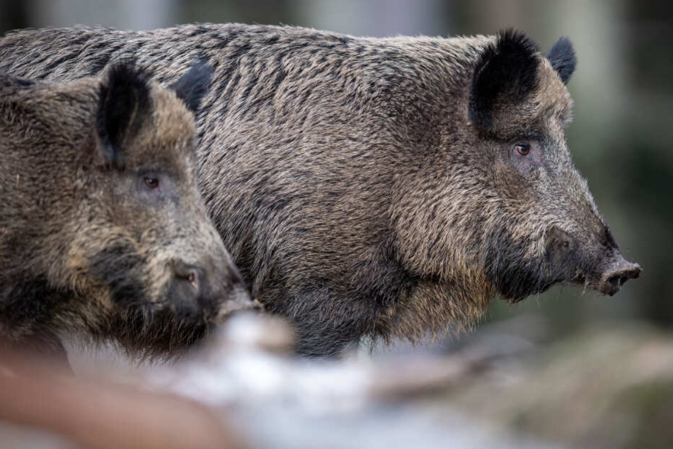 Zwei Wildschweine stehen auf einem Plateau im Wald und beobachten die Umgebung.
