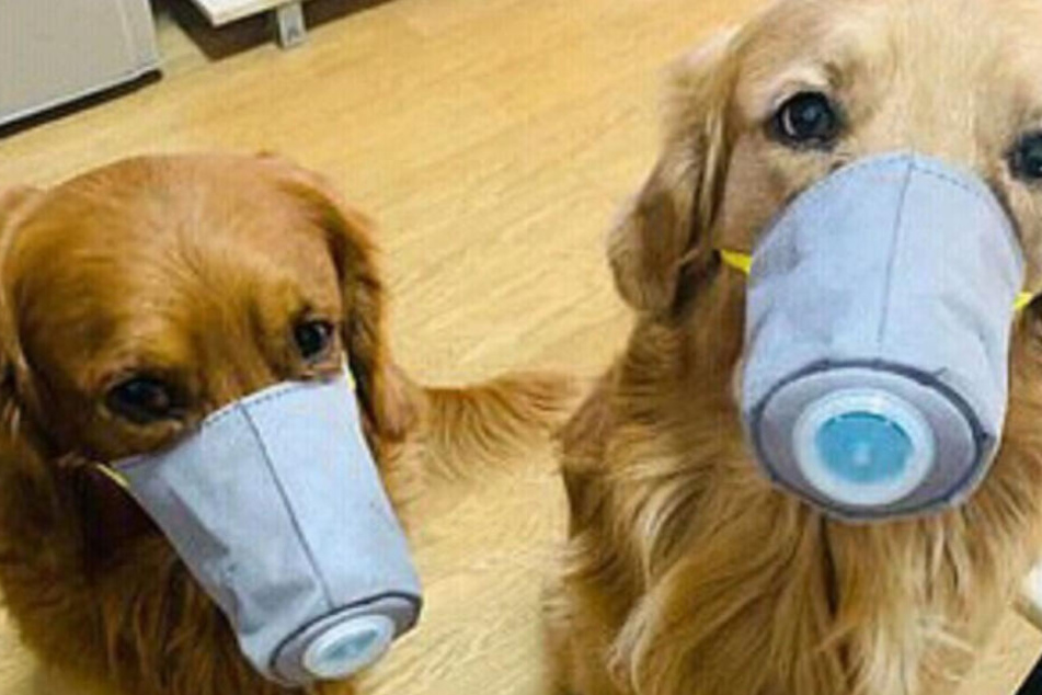 Warum tragen diese Hunde so komische Masken? TAG24