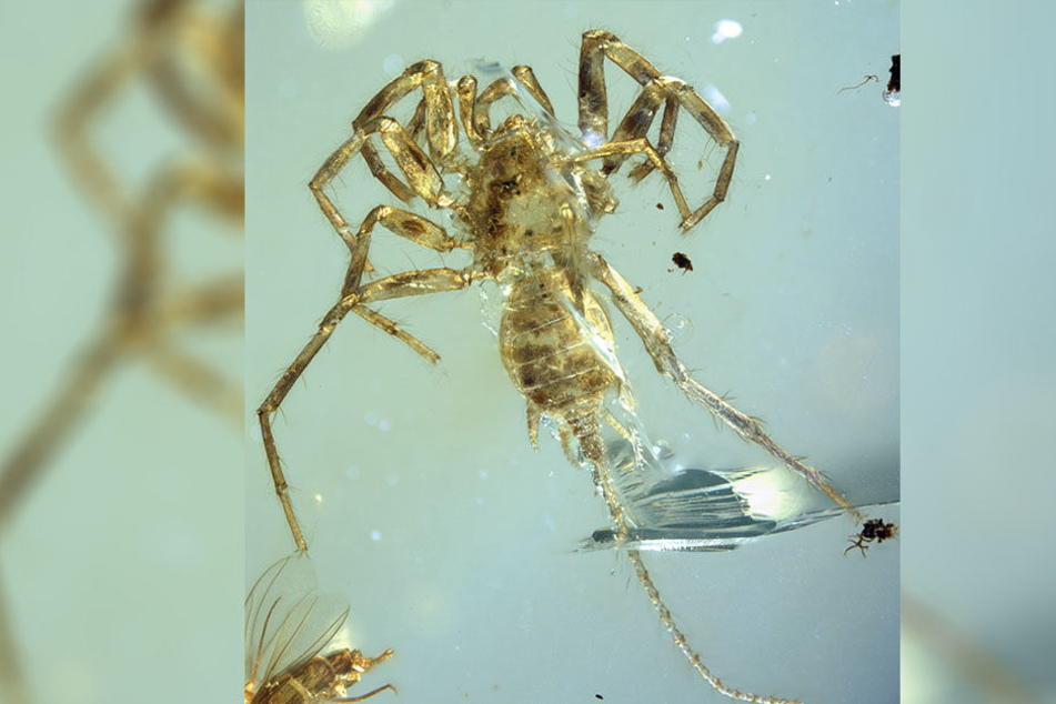 Forscher haben in Bernstein eine rund 100 Millionen Jahre alte Spinne mit Schwanz entdeckt.