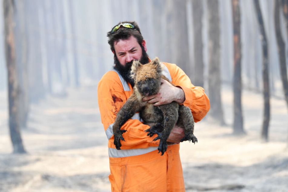 Mehr als eine Milliarde Tiere sind in Australien den Flammen zum Opfer gefallen. Hier rettet Simon Adamczyk einen Koala aus einem brennenden Wald.