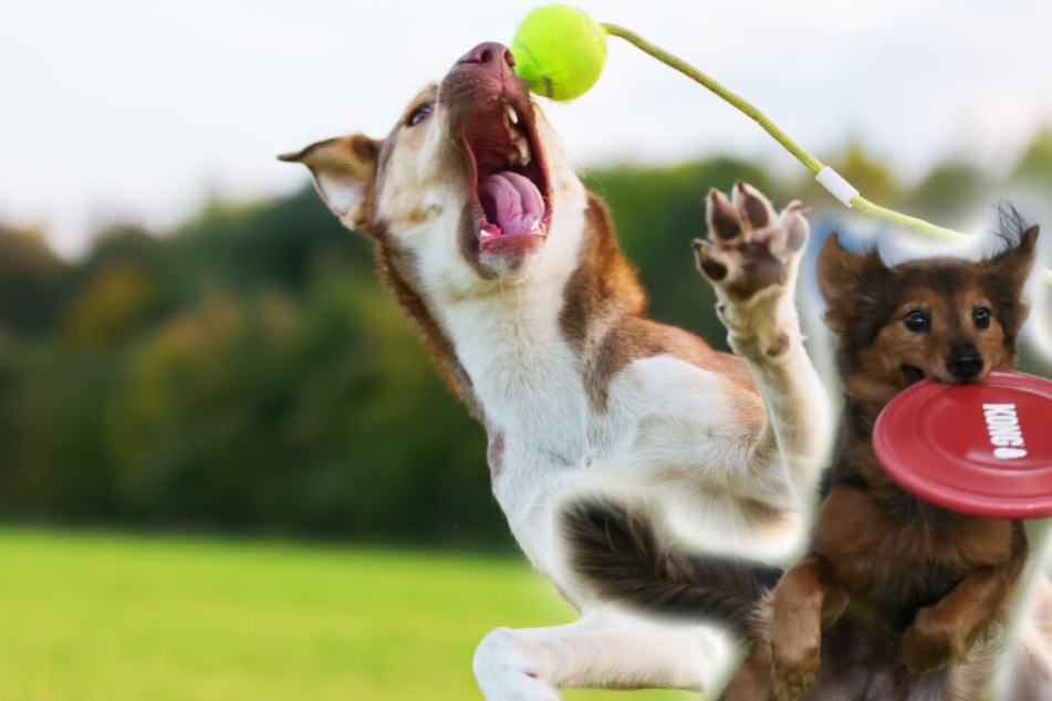Viele Hunde lieben das Apportieren, auf Dauer kann das aber negative Folgen haben.