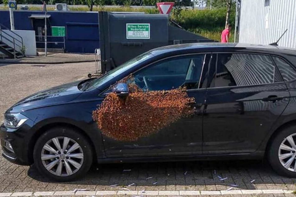 Die 20.000 Bienen hatten es sich auf dem VW gemütlich gemacht.