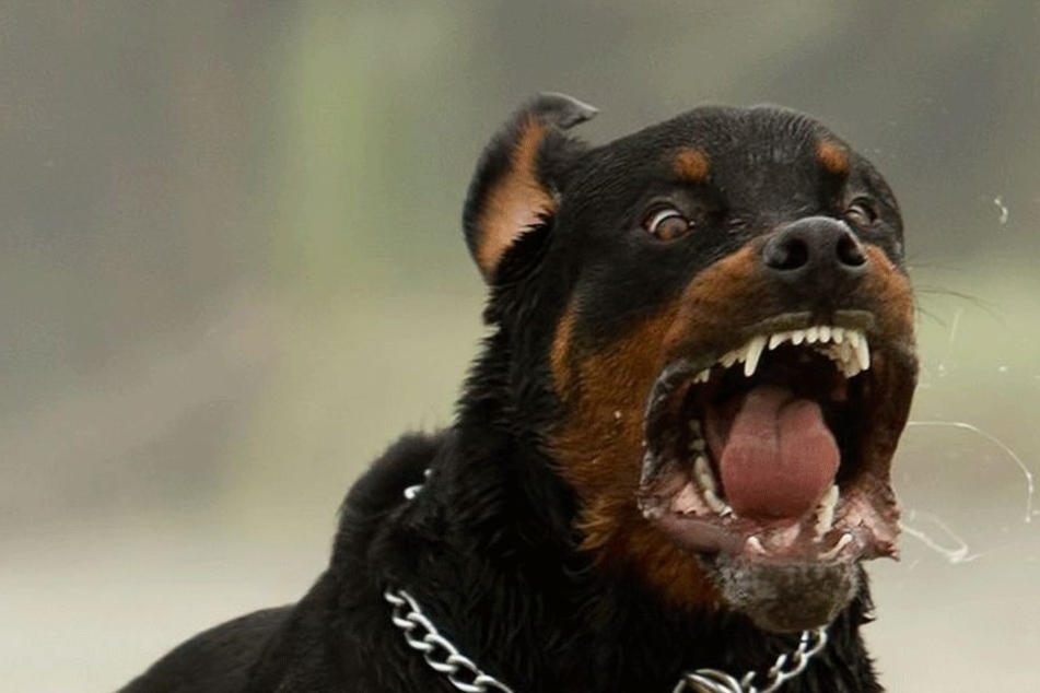 Der Rottweiler griff aus dem Nichts an (Symbolbild).