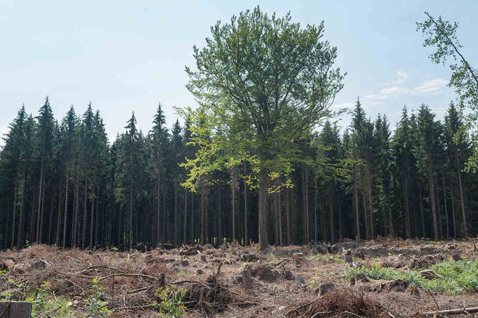 Borkenkäfer Trockenheit Umbruchzeit Für Sachsens Wälder Tag24