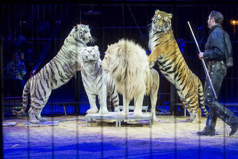 Viele Tiere im Zirkus werden laut Experten nicht artgerecht gehalten.