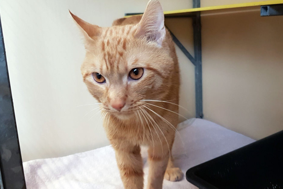 Die Stuttgarterin Annika Kliem überlegt nun, den Kater zu adoptieren, sollten sich seine Besitzer nicht melden.