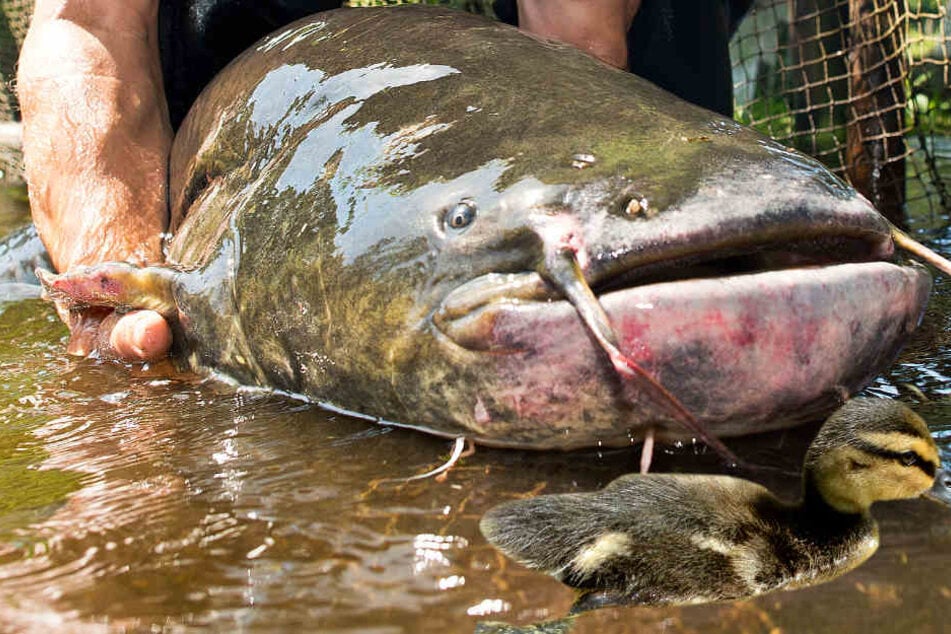 Der gewaltige Wels soll alle Fische im Teich gefressen und danach auch Jagd auf die Küken von Wasservögeln gemacht haben (Symbolbild).