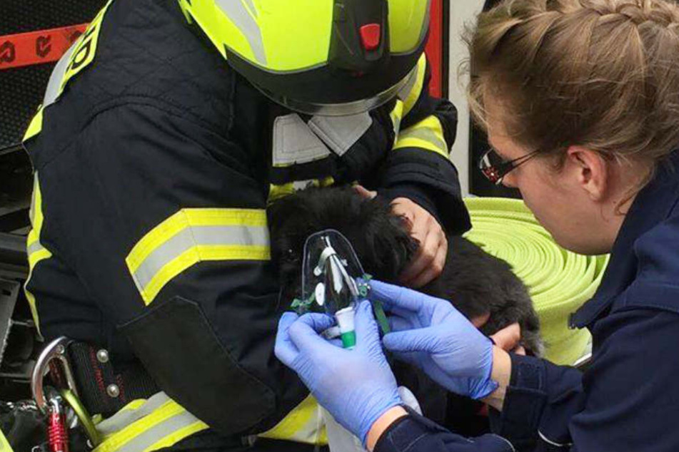 Feuerwehrleute und eine Rettungssanitäterin versorgten den Hund mit Sauerstoff.