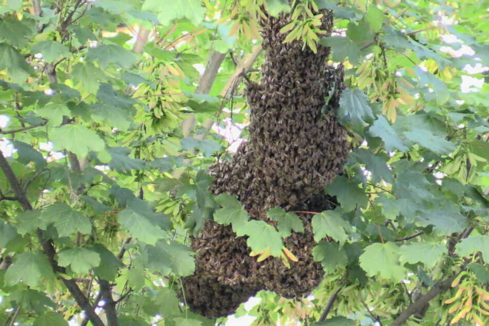 Im Frühsommer schlägt bei Bienen der Schwarmtrieb zu.
