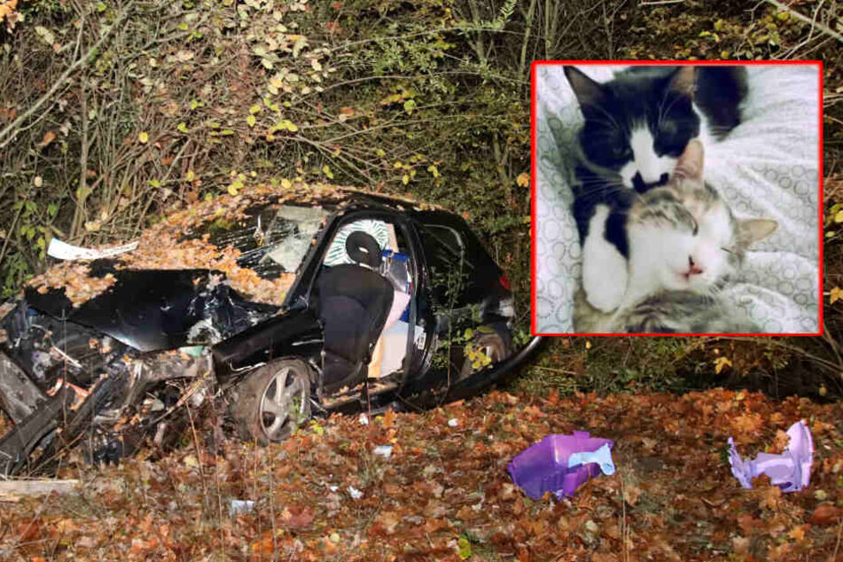 Katzen nach Unfall spurlos verschwunden