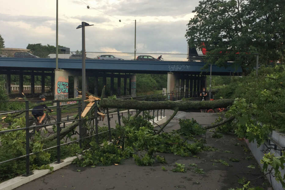 In Berlin krachten Bäume auf die Gleise der S-Bahnen, weshalb der Verkehr unregelmäßig läuft.