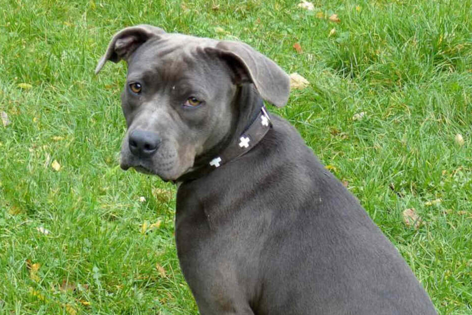 Dona sucht einen neuen Besitzer.