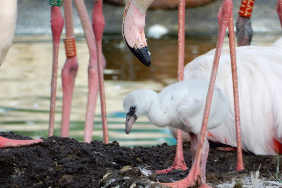 Gleich sechs neue Flamingo-Babys gibt's in Erfurt zu sehen.