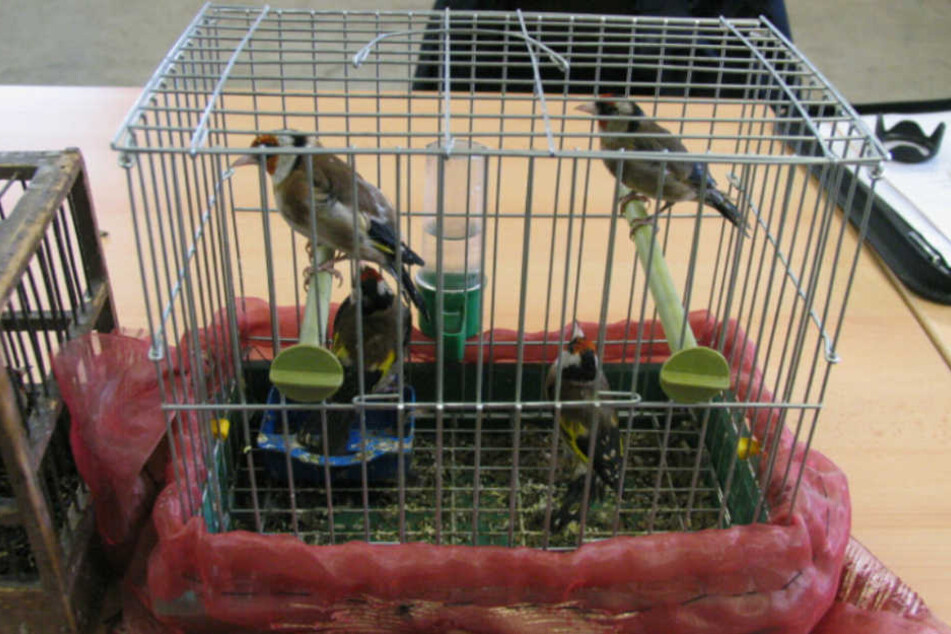 Die Käfige waren viel zu klein für die wild lebenden Singvögel.