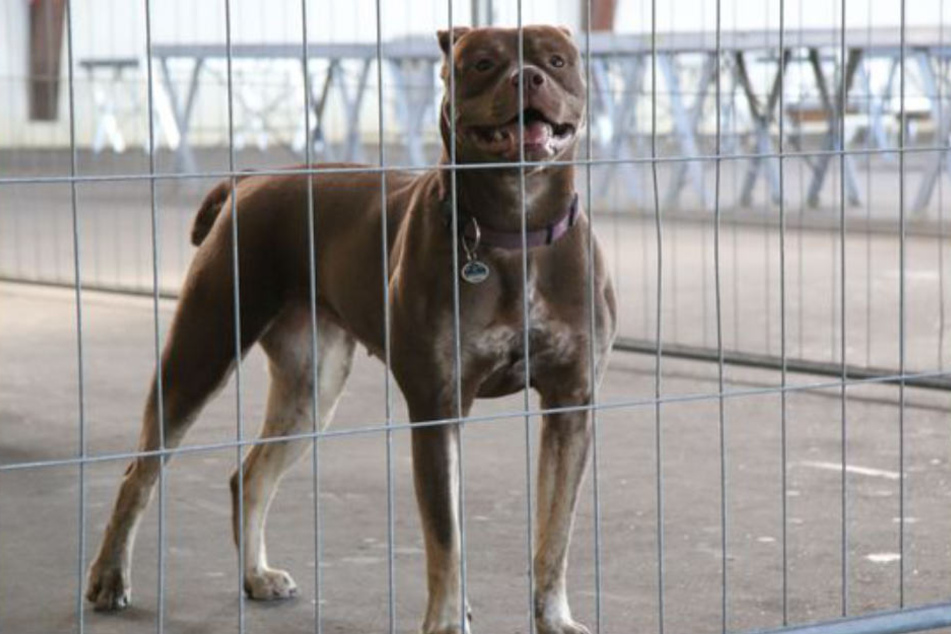Die kräftige Hündin, ein Mix mit Genen von vermutlich Bulldogge, Pitbull Terrier und American Staffordshire Terrier, scheiterte bei der Prüfung. Der Halterin wurde empfohlen, sich mit dem noch jungen Tier einem Hundetrainer anzuvertrauen, damit die Hündin