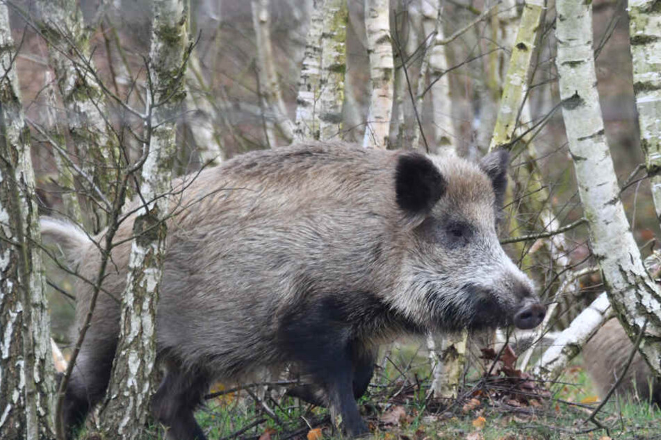 Die Familie fing das Wildschwein selbst und vergiftete sich am Fleisch.