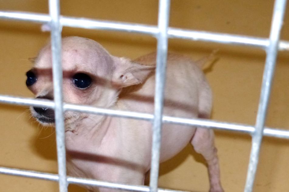In Zusammenarbeit mit dem Tierheim konnten alle Tiere tierschutzgerecht untergebracht werden.