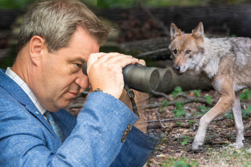 Markus Söder will die Almbauern bei ihrem Wolf-Problem unterstützen.