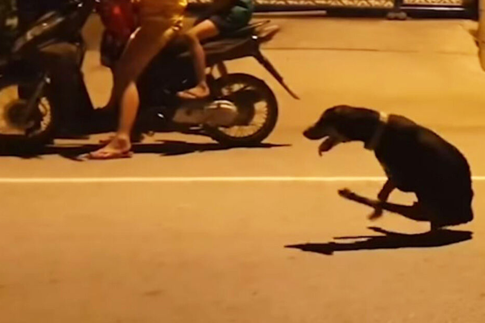 Der Hund kroch verletzt an mehreren Passanten vorbei, ehe sich der "Kameramann" erbarmte und ihm Hilfe holte.