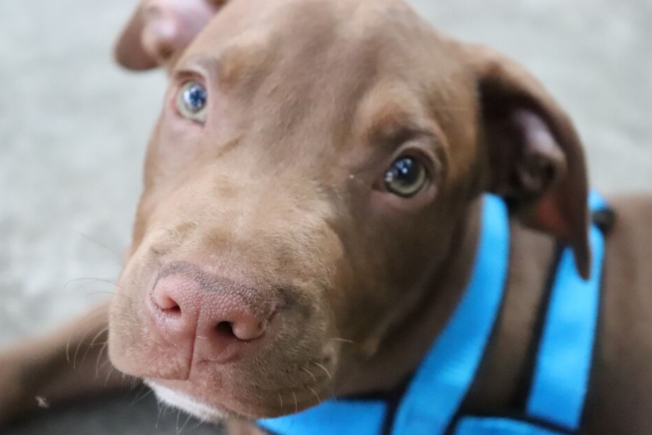 American Pitbull Terrier gehören in Bayern der "Kategorie 1" an und dürfen nicht gehalten werden.