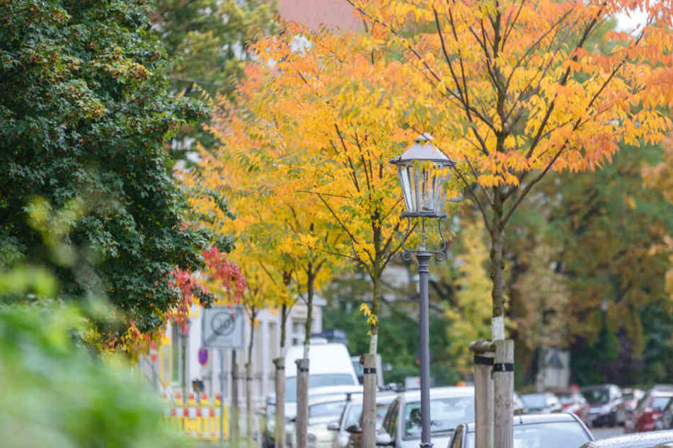 Japanische Zelkoven auf der Dresdner Alemannenstrasse.