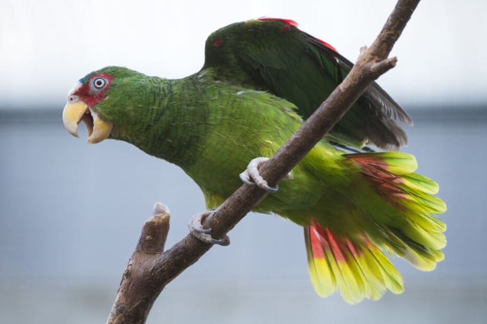 Viele exotische Vögel konnten gerettet werden. (Symbolbild)