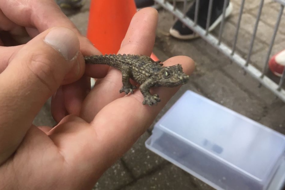 Das Reptil ist gefangen!