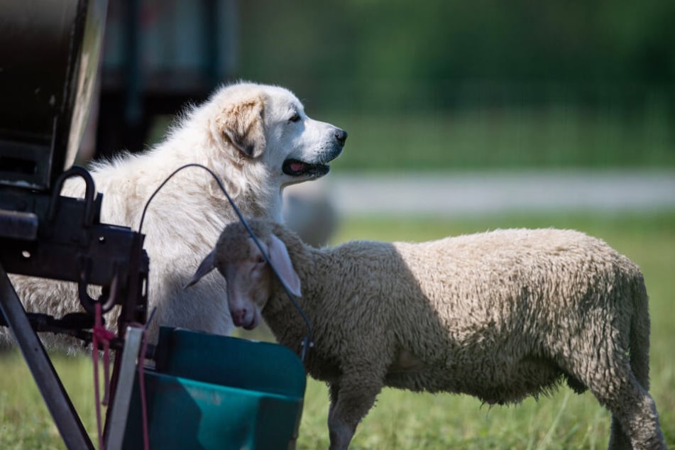 Herdenschutzhunde werden zur Abwehr verschiedenster Gefahren auf der Weide eingesetzt und würden in einer Notsituation die Schafe mit ihrem Leben verteidigen.