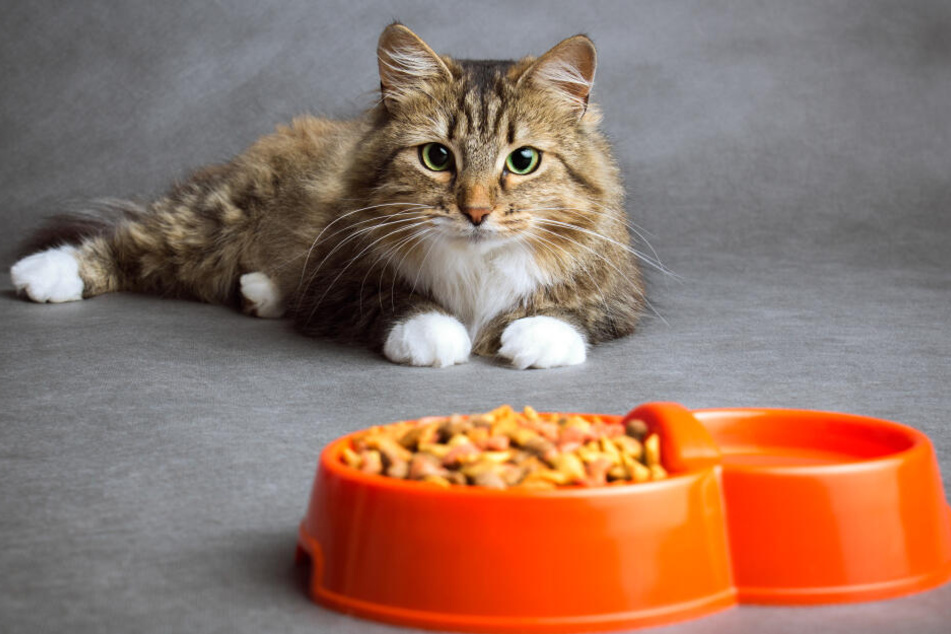 Skandale Um Katzenfutter Darauf Sollte Man Beim Füttern Achten