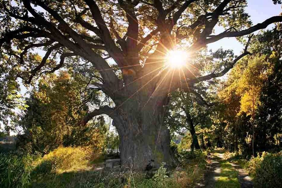 Der älteste Baum der Oberlausitz gibt jetzt seine Gene weiter.