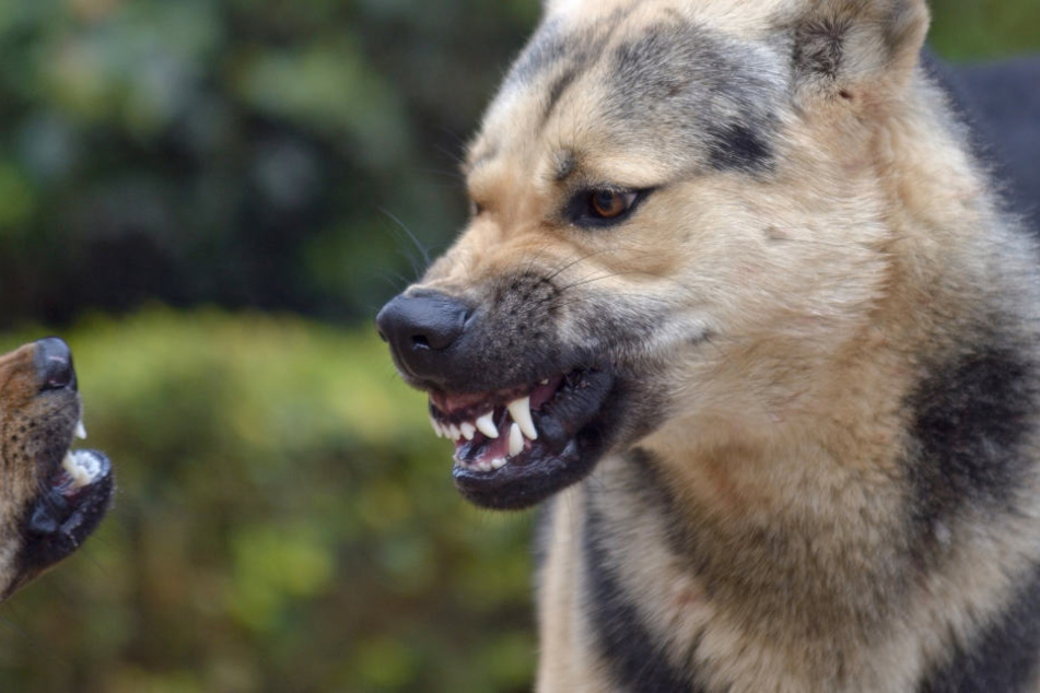 Mischlingshund "Kowu" biss dem kleinen Jannis in den Kopf. Das Baby verblutete in Folge der schweren Verletzung (Symbolbild).