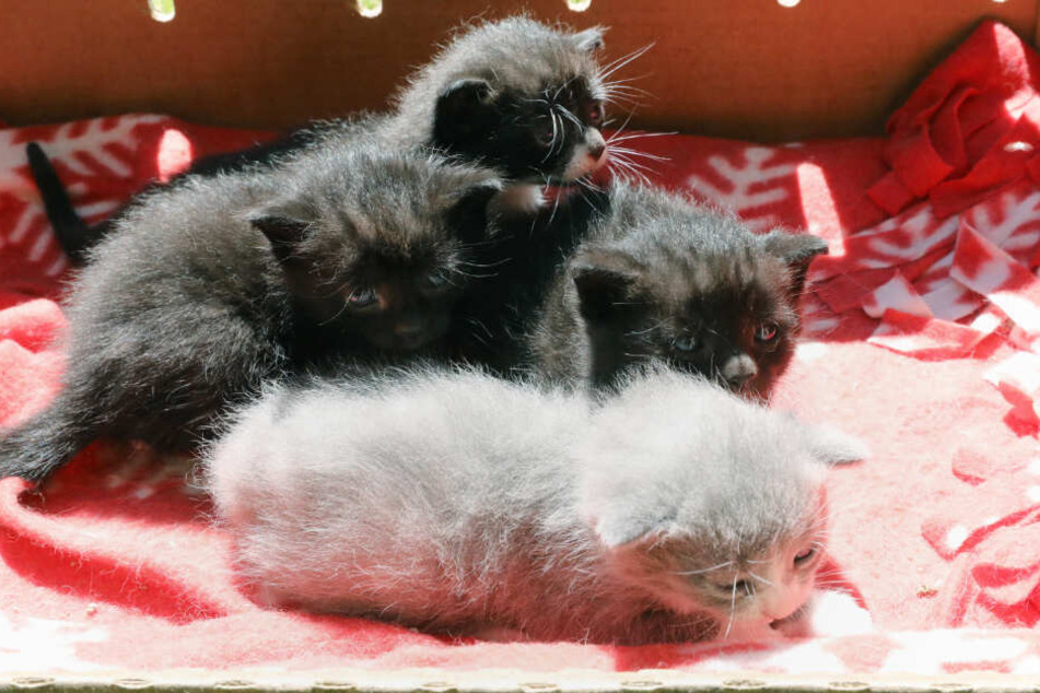 Mehrere Katzen wurden aus der Wohnung gerettet und in ein Tierheim gebracht. (Symbolfoto)